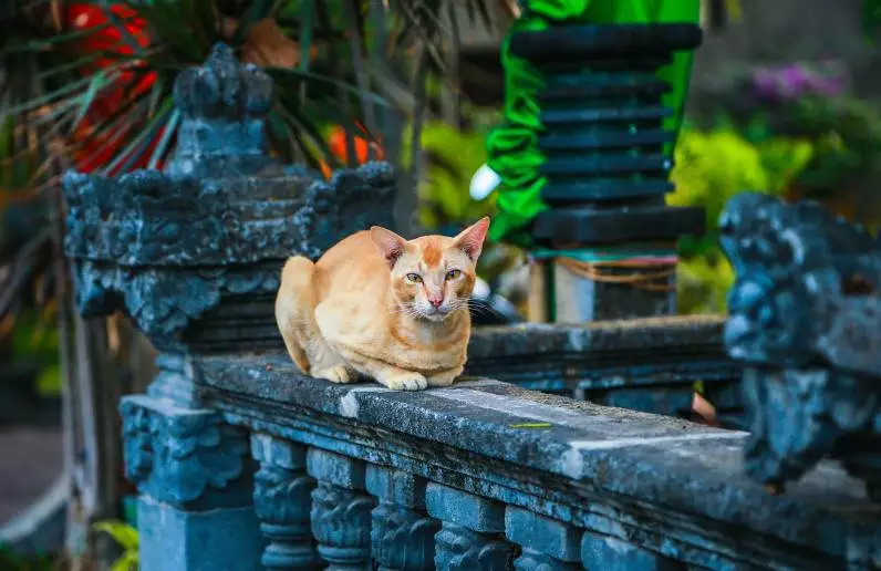 下面这只猫也是—人们信奉神灵敬畏生命,很多都是信教徒巴厘岛有