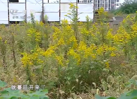 常州出现植物杀手"一枝黄花" 疑似外来入侵植物