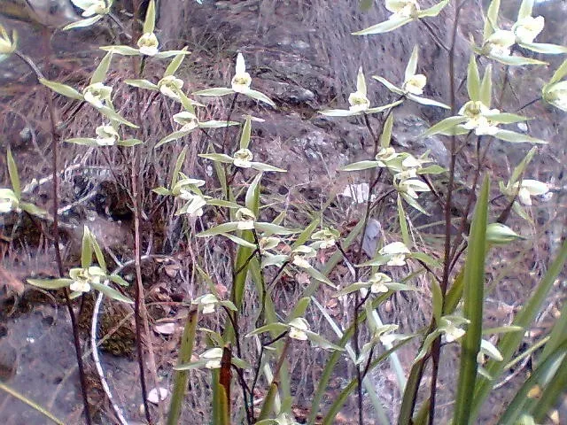 秋季花卉推荐:寒兰