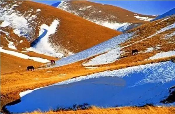 这就是咱们大海草山的独特雪景!想看今年冬天大海