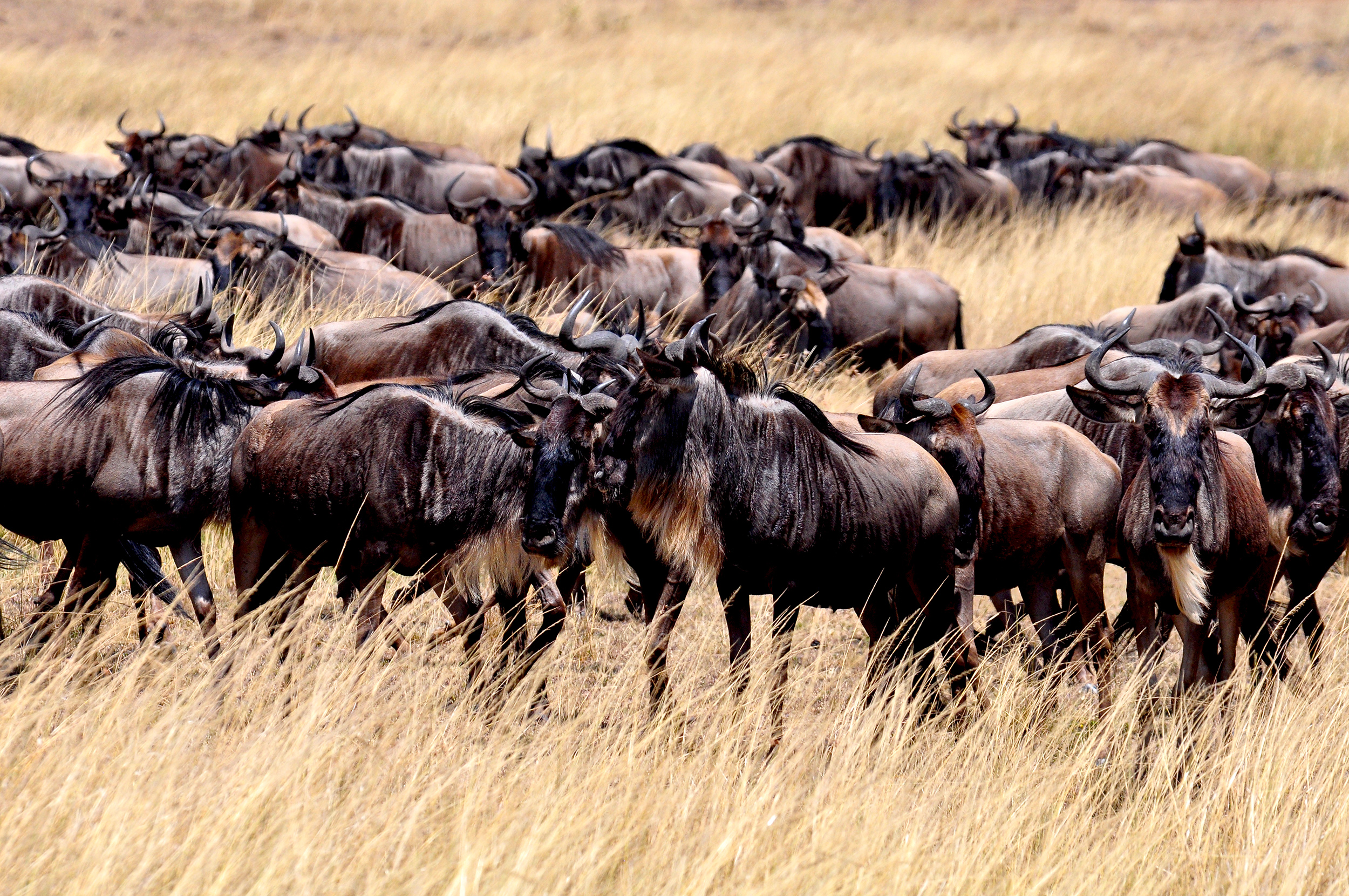 非洲肯尼亚动物之旅精彩瞬间--角马迁徙_搜狐旅游_搜狐网