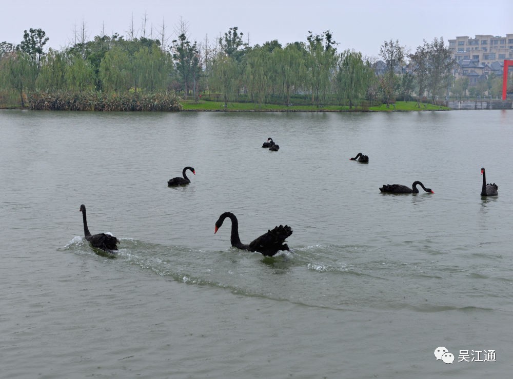 芦荡湖湿地公园里的黑天鹅