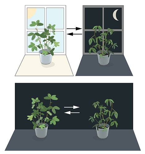 生物钟乱了怎么办