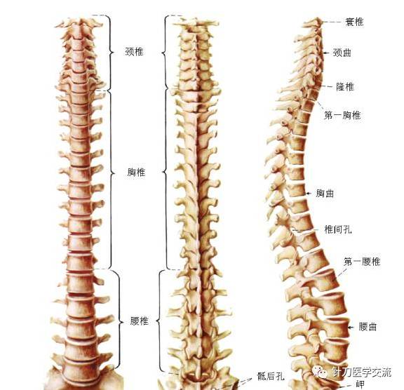 母婴 正文  脊椎简介: 脊椎由7块颈椎骨,12块胸椎骨,5块腰椎骨,1块骶