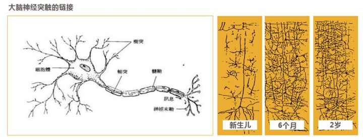 幼儿大脑神经突触发育图