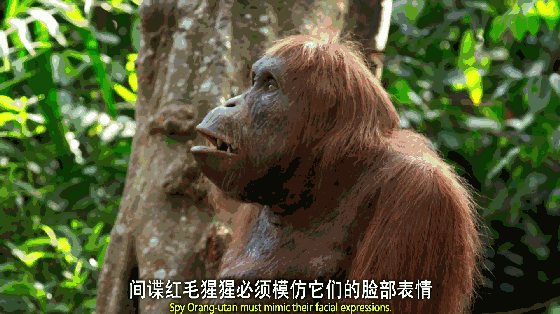 特务猩猩能够仿照整套表情,乃至还能发声