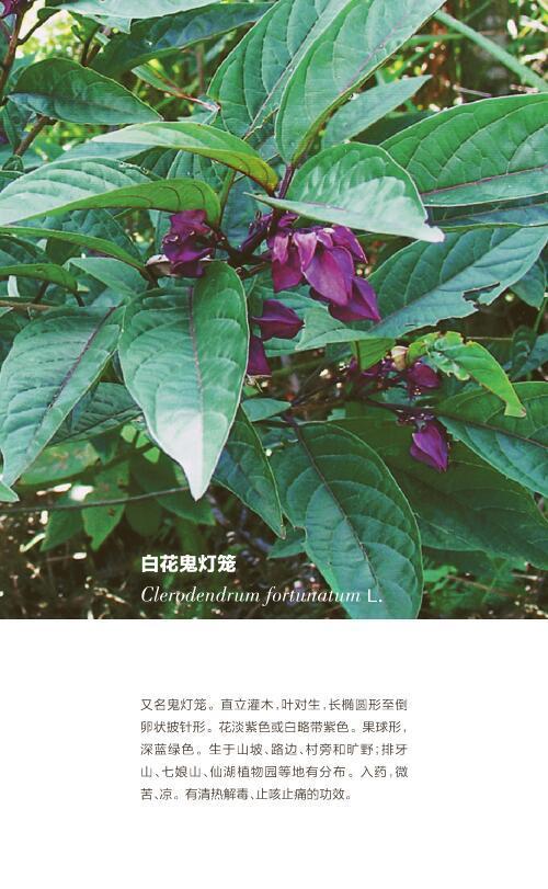 10月24日 | 白花鬼灯笼 · 深圳植物日历