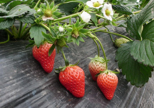 熊蜂授粉助力草莓增产