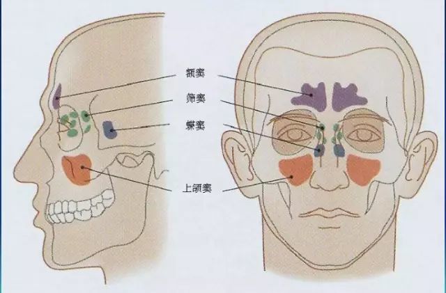 鼻子结构功能全攻略看完你也是专家