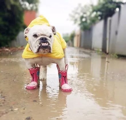 下雨天出门脚脚可不能脏,穿好小雨靴 和雨衣,不能淋雨感冒了