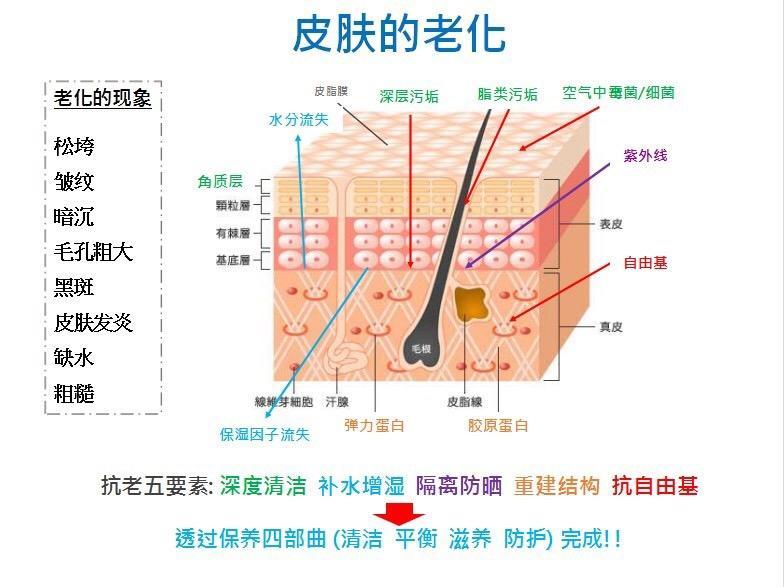 从皮肤的结构图,看到最上面层有白色,粉红色的,一块一块的,这个是