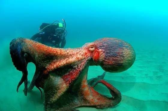 7:北太平洋巨型章鱼|最大记录达9.