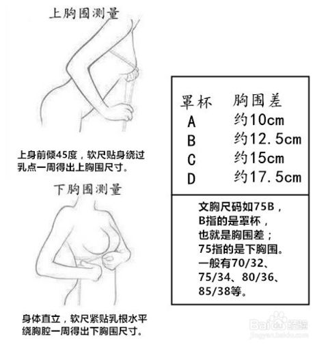 内衣75b胸围多大(3)