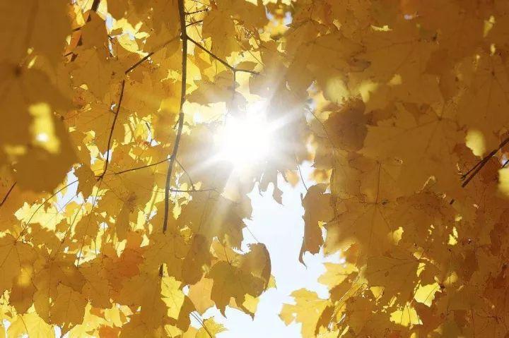 看来面对秋天瑟瑟的凉意,大家更怀念夏天阳光灿烂,生机勃勃的美好光景