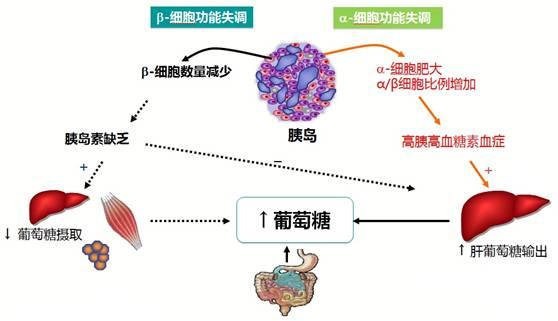 dpp-4抑制剂的作用机制glp-1和葡萄糖依赖性胰岛素多肽(gip)由肠道