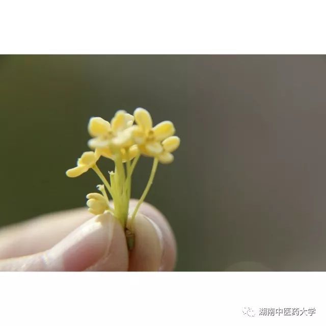 窸窸窣窣应是桂花吟