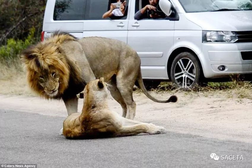 两只狮子在马路中间交配 克鲁格国家公园100辆汽车遭堵塞