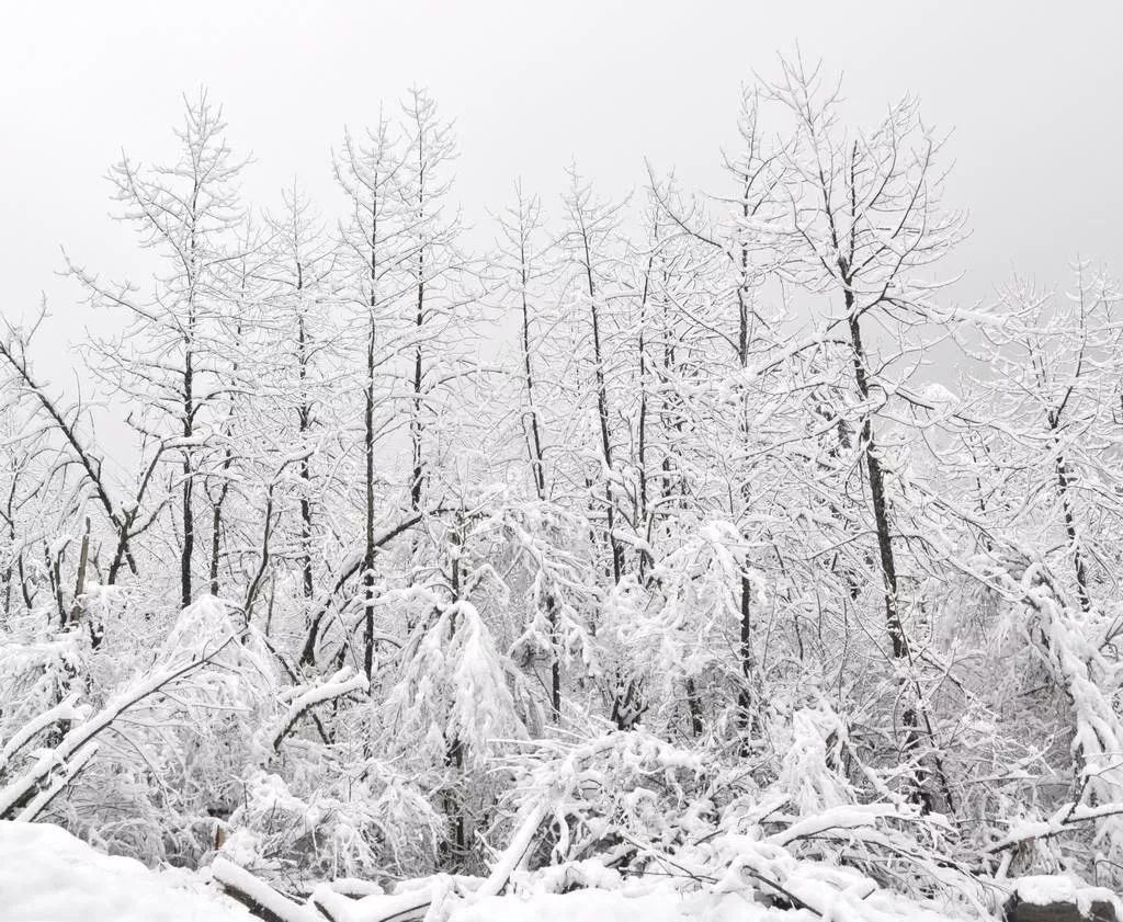 海螺沟下了2017年第一场秋雪,就惊艳了整个世界!