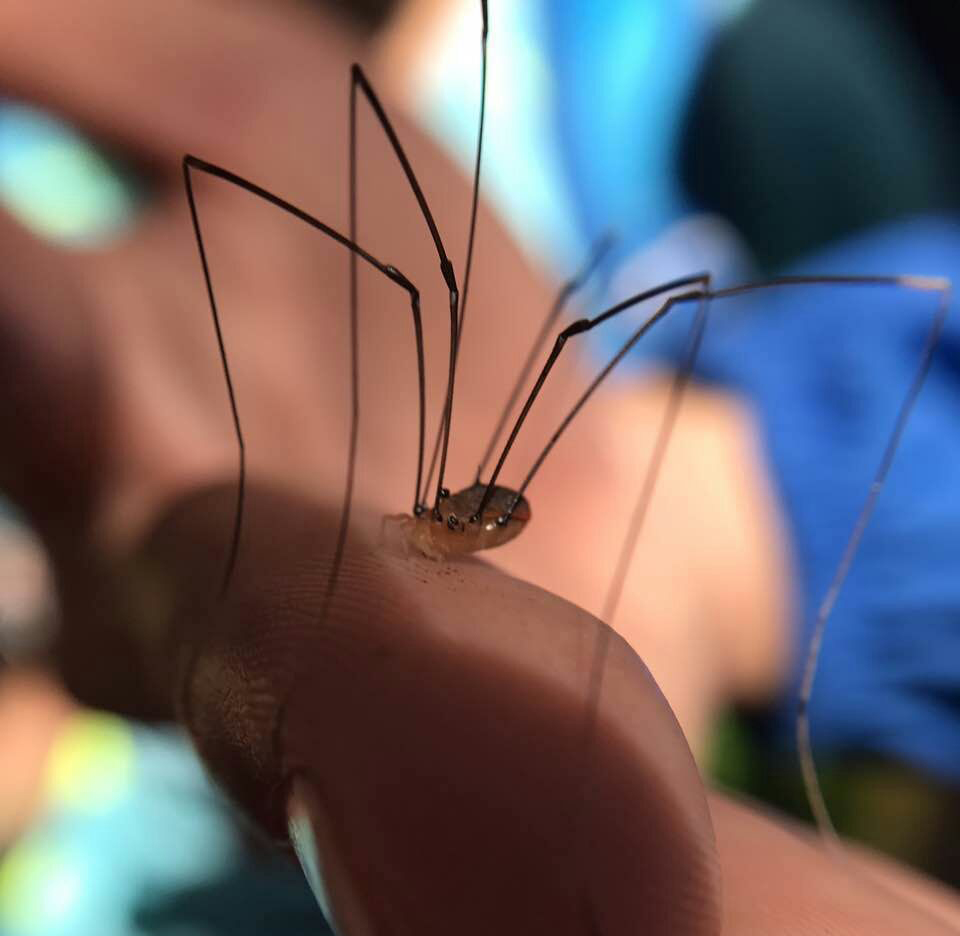 重阳节登高 | 秋高气爽,虫虫特工队邀你来登山越野觅虫