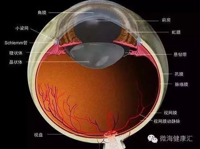眼球由眼球壁和眼球内容物组成(如下图)眼球近似球形,其前面是透明的