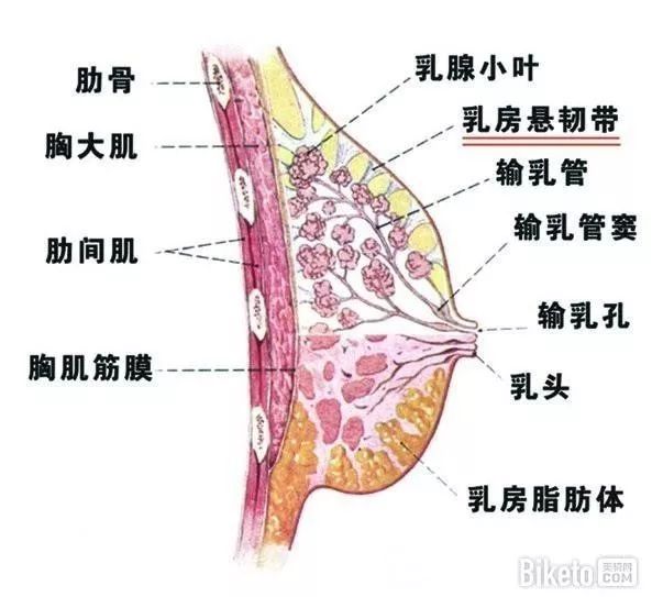 天然的乳房,是靠 乳房悬韧带拉着,来保持乳房坚挺的.