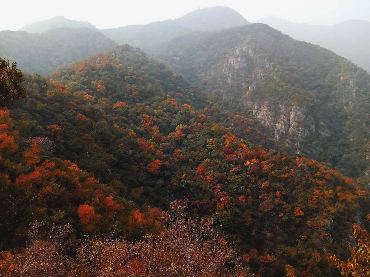 多山看彩叶|鹫峰彩叶好,霜重色更浓