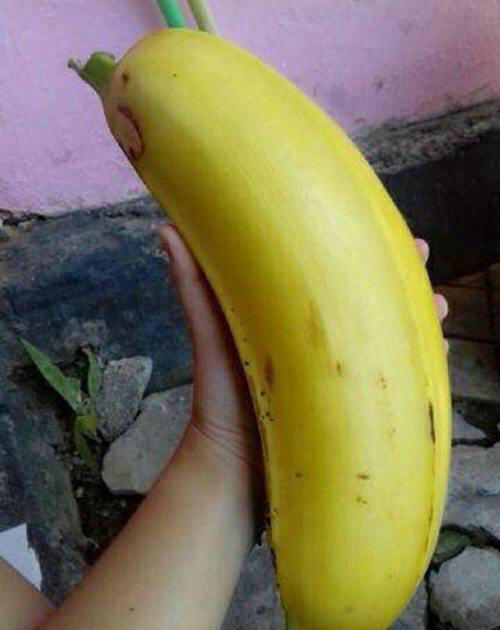 香蕉超污图片