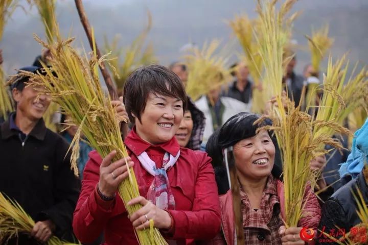 盂县东头村水稻大丰收啦!