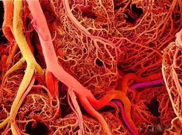 如果把毛细血管也算作内的话,人体内的血管长度至少也得9.