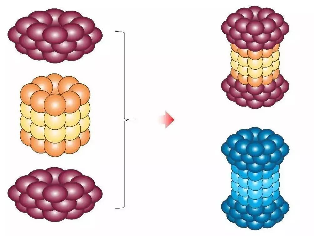 ppt科研作图—蛋白酶体的绘制