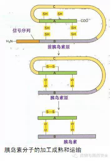 随后在内质网的信号肽酶的作用下,切除信号肽,成为胰岛素原(pro