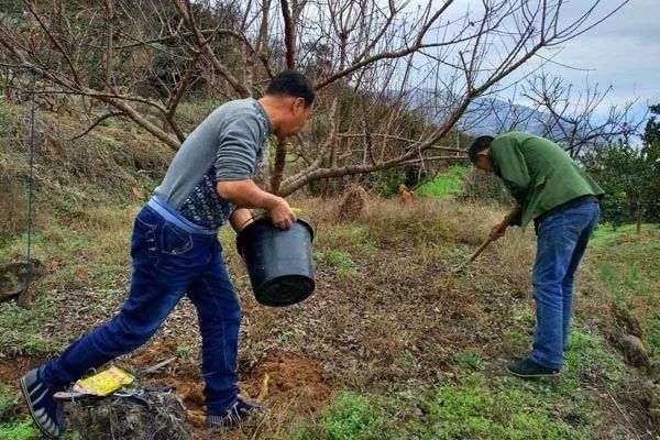 语录四:果树不施肥 等于瞎胡混在对光照的认识上,有一个重要的"二八