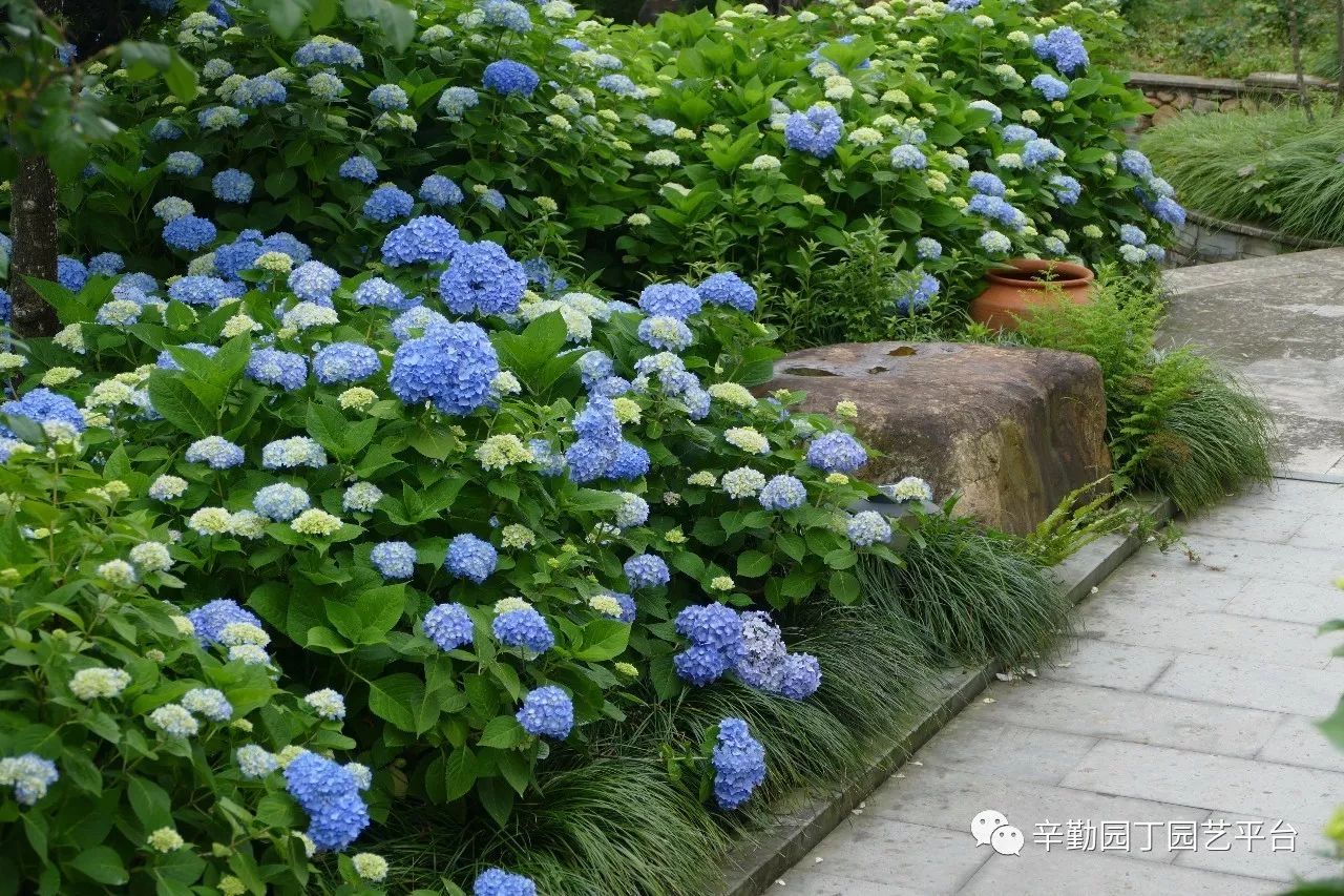 雨中的绣球湖畔花园