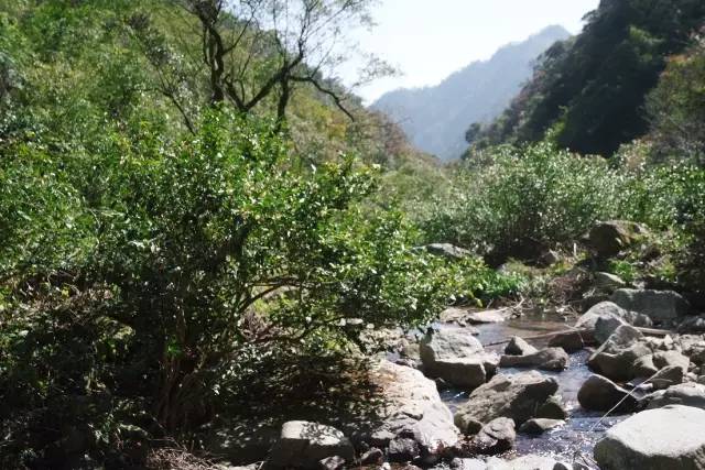 美食 正文  素净野茶基地位于交通闭塞的武夷山腹地,海拔较高,交通