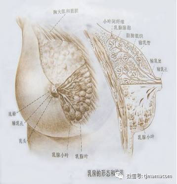 大家看下这张乳房解剖图,乳房的结构图,乳头,乳晕,输乳孔等等,通过