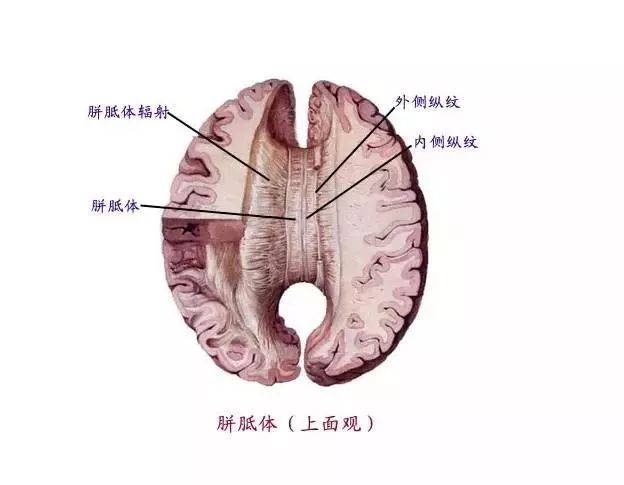 "1936年,人们曾为了治疗精神病,开始将病人的胼胝体切开,分离左右脑