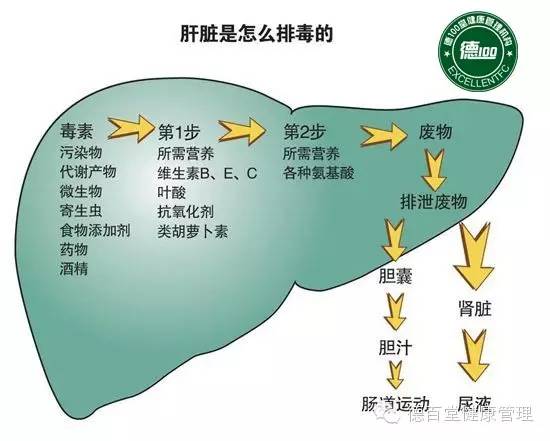 欢迎您参加德百堂 【遇见自己 身心灵 肝胆排毒】养生