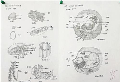 一名同学的参赛作品为"生物各细胞结构示意图,获得了95分的好成绩