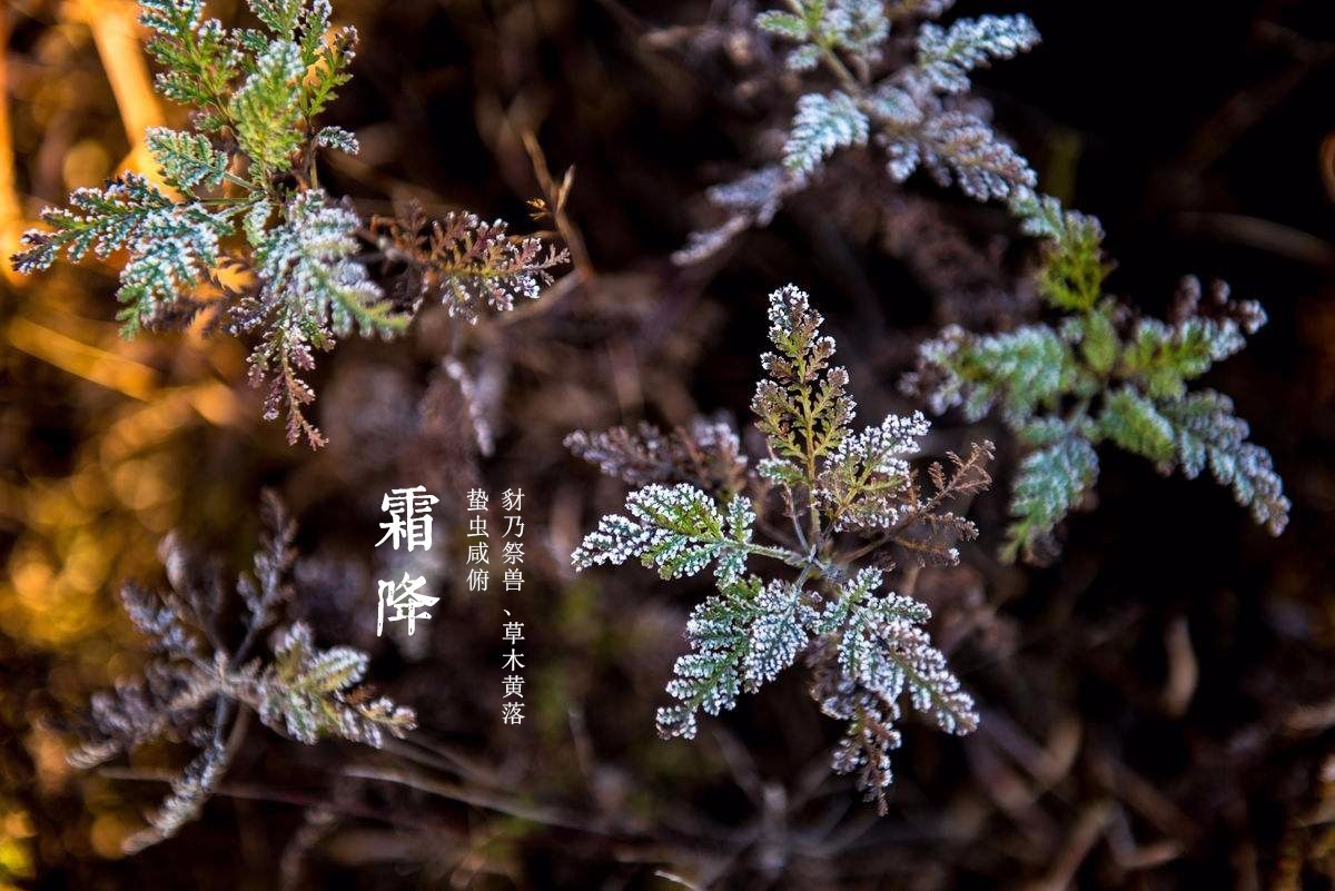 秋风萧瑟天气凉,草木摇落露为霜,霜降植物知多少