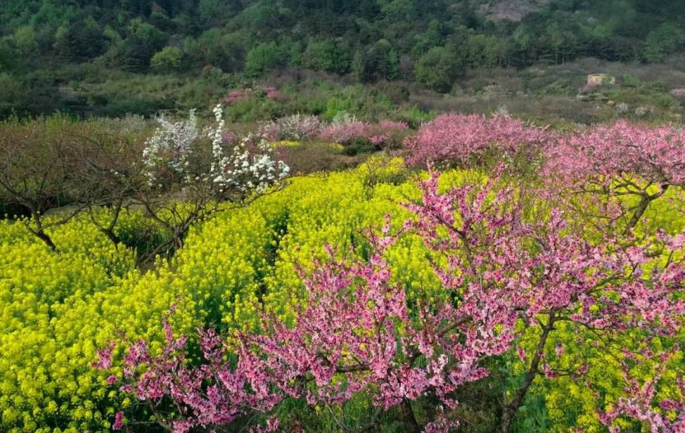 【枞阳记忆】家住桃花山