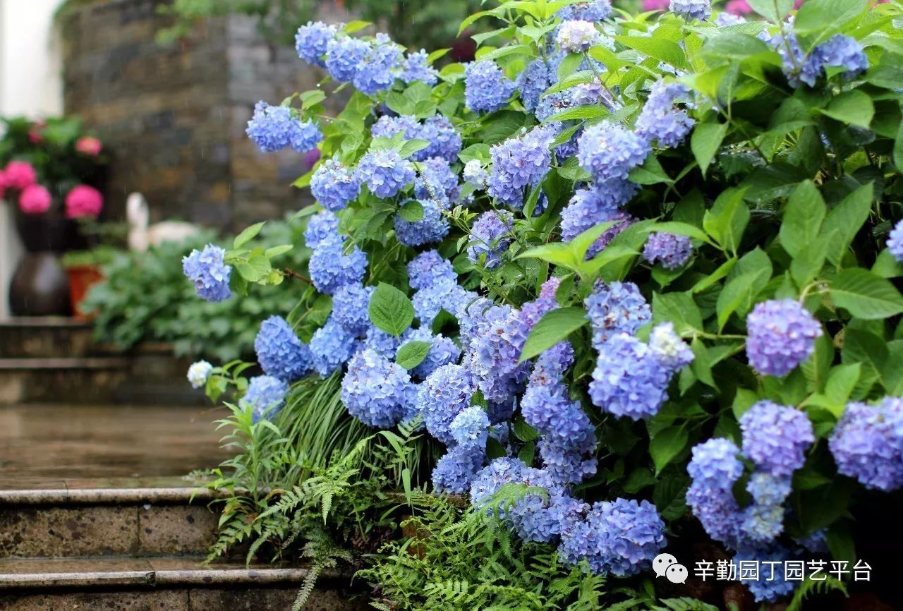 雨中的绣球湖畔花园