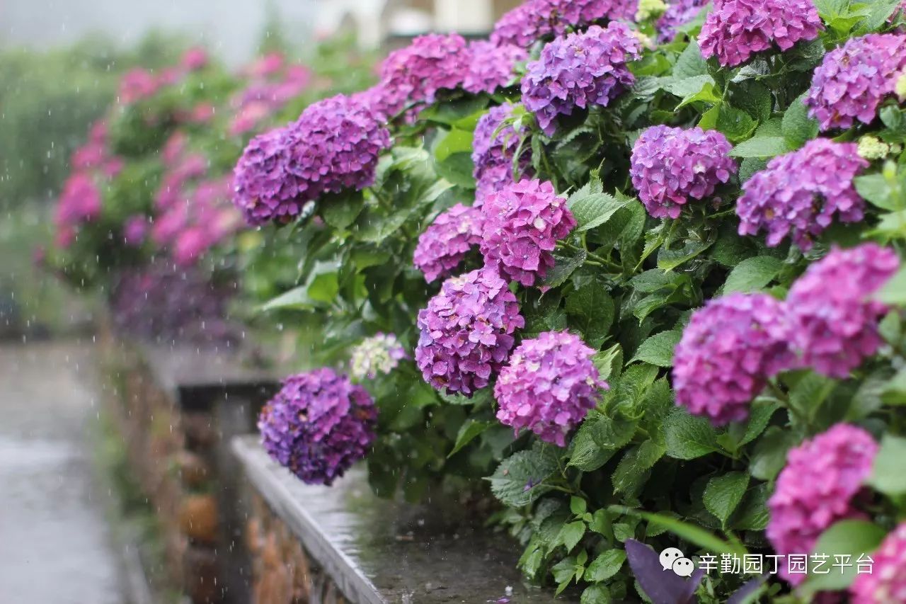 雨中的绣球湖畔花园