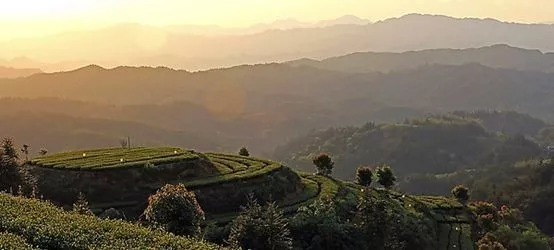 全国八大茶旅圣地知多少