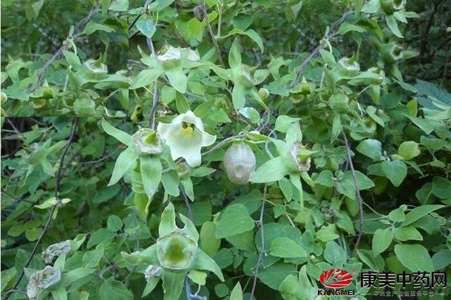 种植历史悠久,种植技术也略有成熟,现今在我国北方某地区已大规模种植