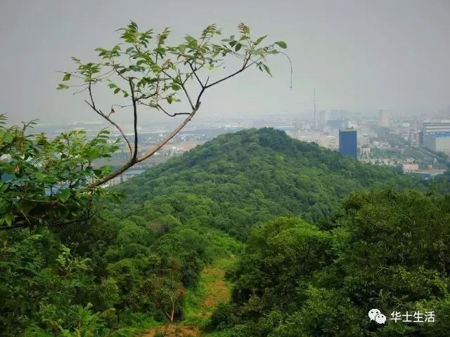 龟山是新桥与华士接壤处的一座山峰,因山形如乌龟,故称龟山或乌龟山.