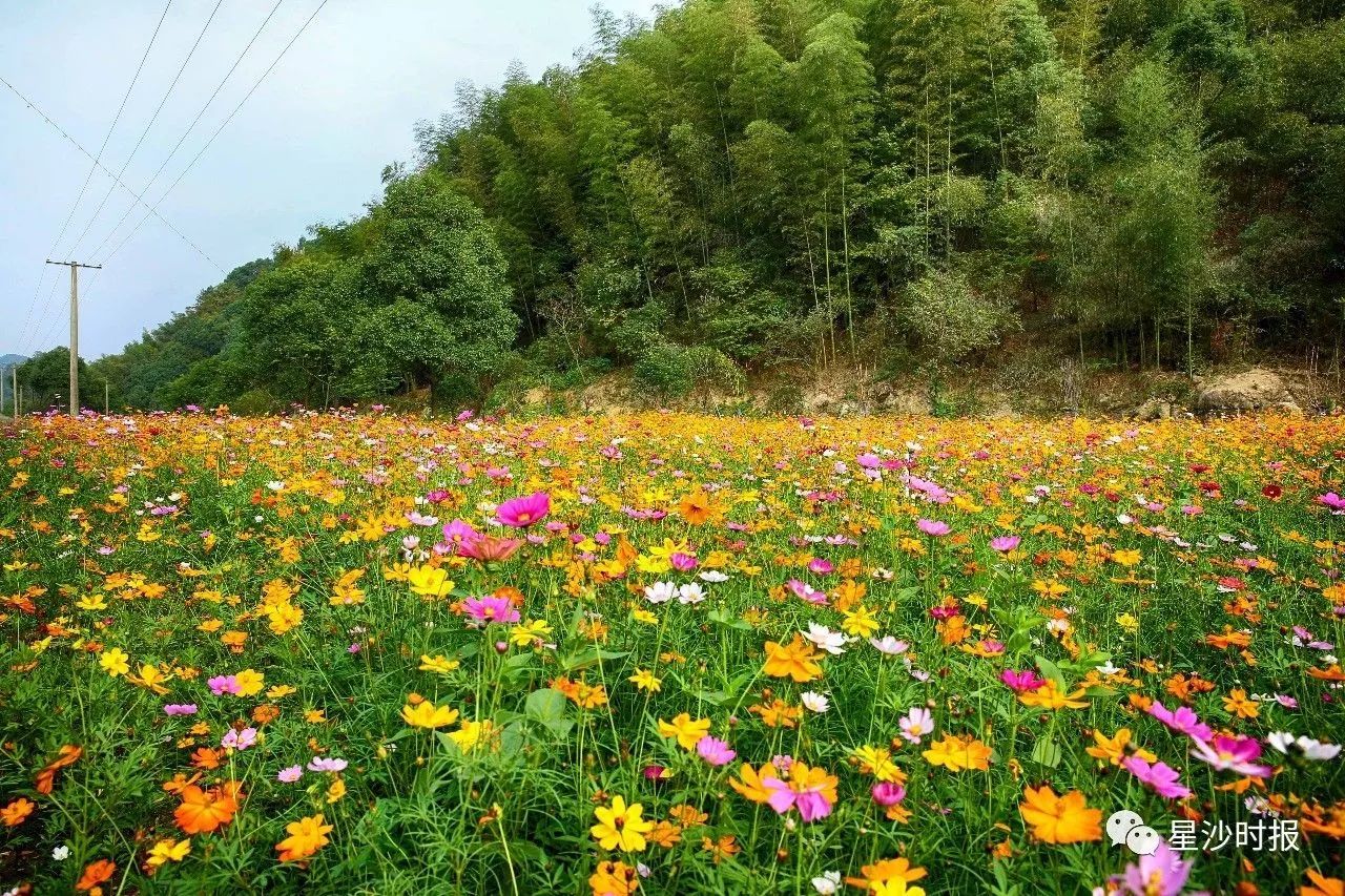 北山镇100亩花谷鲜花盛开,接下来这里有