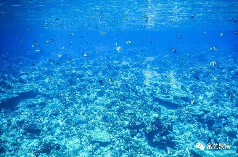 探秘海下世界:尼康拍摄水下与蛟龙号拍摄深海,美景