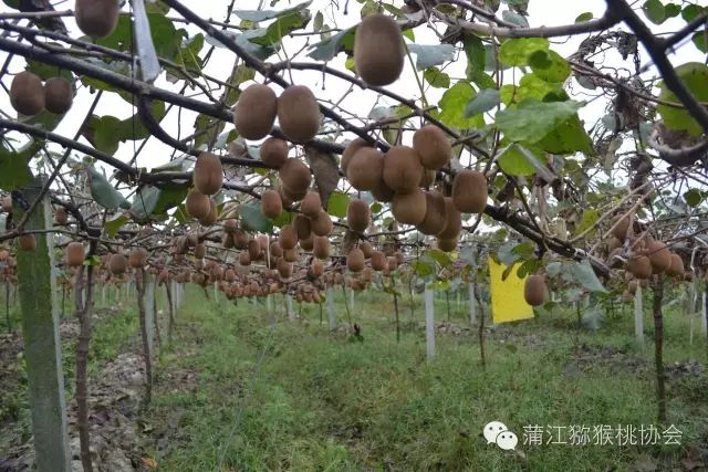 近期持续降雨对目前正值成熟期的猕猴桃果实造成以下不良影响