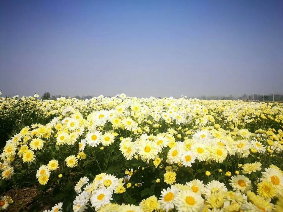 亳药花海休闲观光大世界的万亩菊花已开成一片花海