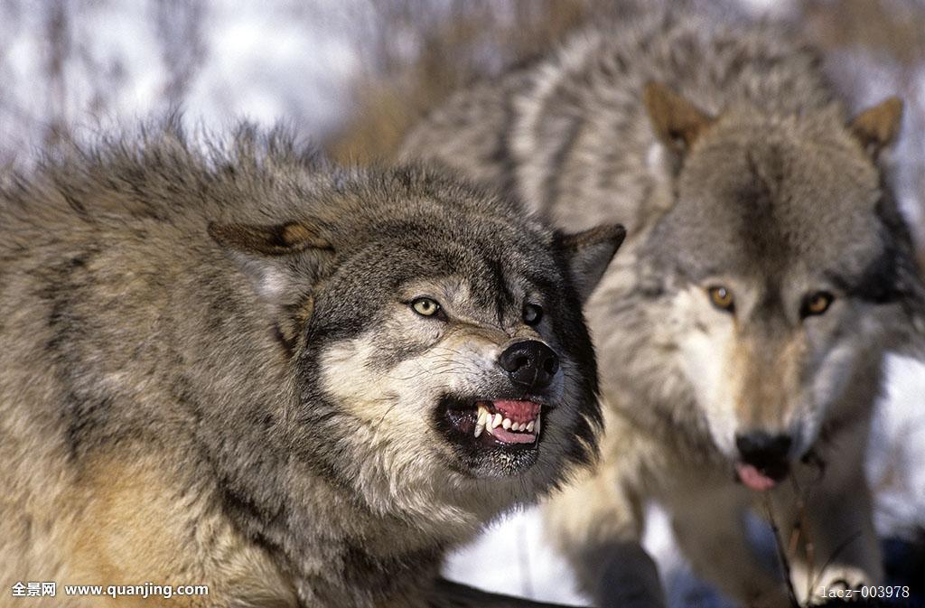 北美灰狼耐力好,嗅觉强,也具备不俗的耐寒力,以捕食驼鹿野牛或叉角羚